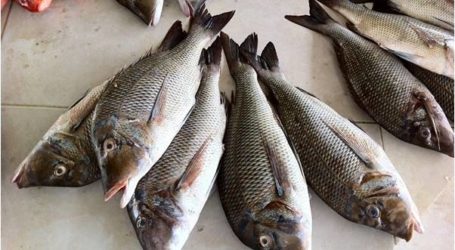 إندونيسيا : الصيد الغير مشروع يشكل 30  في المئة