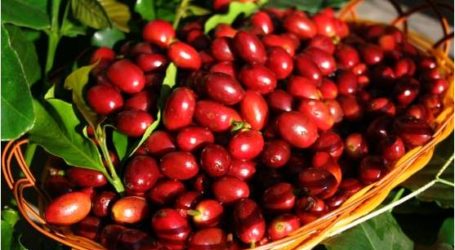 إندونيسيا: الولايات المتحدة الأمريكية أكبر وجهة لتصدير قهوة جايو