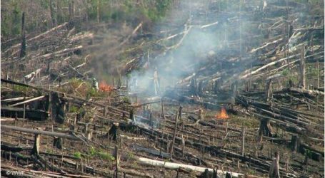 إندونيسيا تتجاوز البرازيل في قطع الغابات