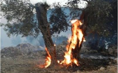 مستوطنون يحرقون عشرات أشجار الزيتون في بيت لحم
