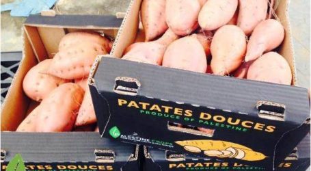 فلسطين: غزة  تصدر البطاطس الحلوة إلى أوربا لأول مرة منذ الحصار