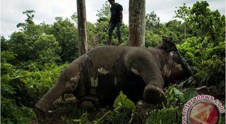 إندونيسيا: المزيد من قتل الفيلة في اتشيه
