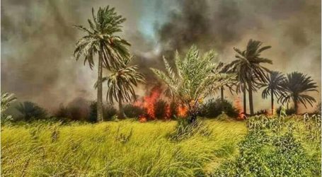الميليشيات الشيعية تحرق بساتين أهل السنة في ديالى