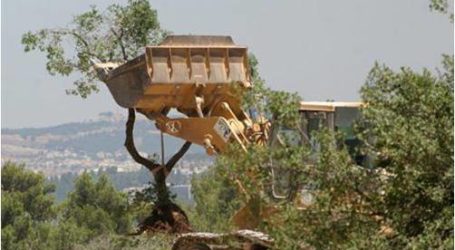 الاحتلال الإسرائيلي تتلف مئات الدونمات المزروعة جنوب الخليل