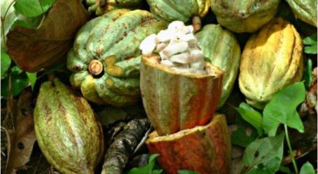 ارتفاع حجم طحين حبات الكاكاو في ماليزيا إلى 4 بالمائة خلال الربع الأول