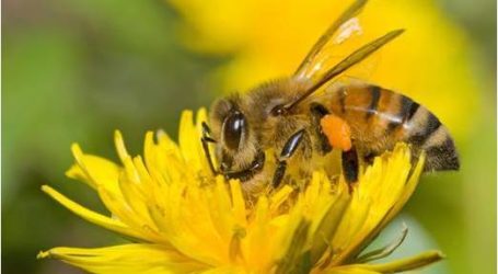 تفسير الربع الأول من سورة النحل