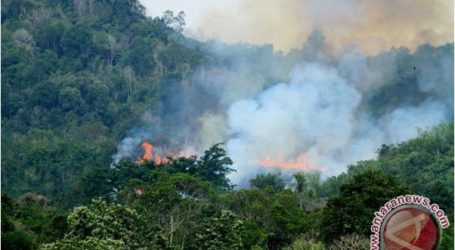 مجلس علماء إندونيسيا يصدر فتوى بتحريم حرق الغابات