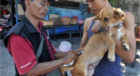 بالي:  وكالة مراقبة الحيوانات تحث وكالات السياحة للمساعدة للقضاء  على داء الكلاب