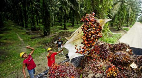 شركة النخيل العملاقة لزيت النخيل تنفي انتهاكات العمل في المزارع بإندونيسيا