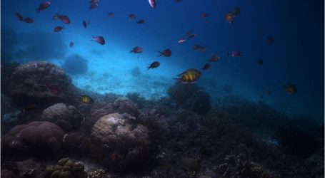 وزارة البيئة والغابات تحقق في قضبة الشعاب المرجانية المدمرة قبالة شواطئ بابوا الغربية