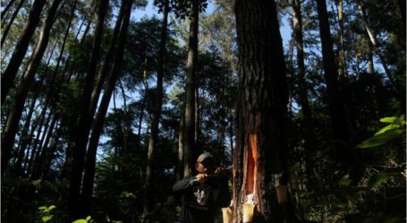 مذكرة تفاهم للعمل معا في استعادة الأراضي الخثية ومكافحة حرائق الغابات