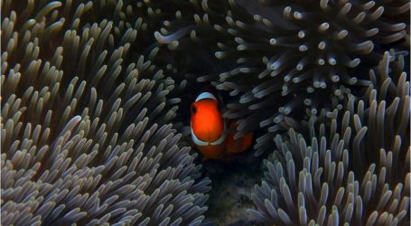 الجمال تحت الماء في إندونيسيا لكسب أضواء في معرض الغوص في آسيا