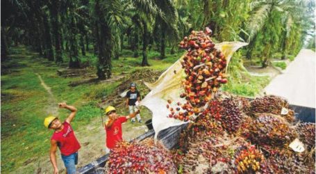 ماليزيا وإندونيسيا تتصديان لقرار الاتحاد الأوروبي بمنع استخدام زيت النخيل في الوقود النباتي