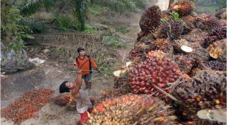 ماليزيا وإندونيسيا سوف تتخذان إجراءات ضد الدول التي تقاطع زيت النخيل