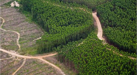 وزيرة البيئة في إندونيسيا تريد الحظر الدائم على التراخيص لاستخدام أراضي الغابات الرئيسية