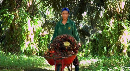 إندونيسيا تعزز الأمن لحماية مزارع  أشجار زيت النخيل