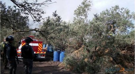 الخارجية الفلسطينية : الاحتلال يشن حرباً على أشجار الزيتون تنفيذاً لمخططات استعمارية