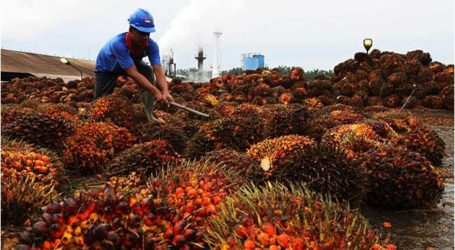 الصين على استعداد لاستيراد 2 مليون طن من زيت النخيل من اندونيسيا