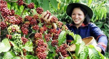 تعزيز صادرات القهوة الإندونيسية إلى هولندا