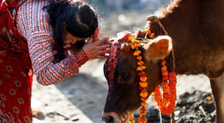 صحيفة: مسلمو الهند يقتلون بسبب البقر