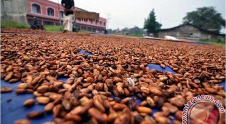 السويد وبلجيكا سوقان محتملان لإنتاج الكاكاو في جنوب شرق سولاويسي