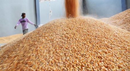 الوزير : واردات الذرة الإضافية اللازمة تسبب ارتفاع الطلب