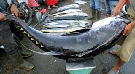 توقف تصدير أسماك التونة في آتشيه إلى اليابان