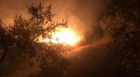 مستوطنون يضرمون النار بأشجار زيتون في سبسطية