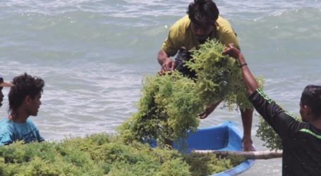 وزارة الثروة السمكية تتطلع إلى إنتاج 10.99 مليون طن من الأعشاب البحرية في عام 2020