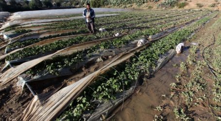 الزراعة الفلسطينية : مزارعو غزة يخسرون بـ م1.25 مليون دولار من المبيدات الإسرائيلية السامة