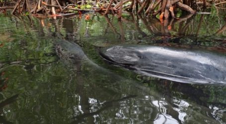 وفاة الحوت العالق في رجا أمبات