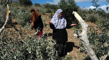 مستوطنون يقتلعون عشرات أشجار الزيتون شرقي رام الله