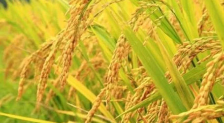 مقاطعة مالوكو جاهزة لإنتاج بذور الأرز للتعامل مع التقزم