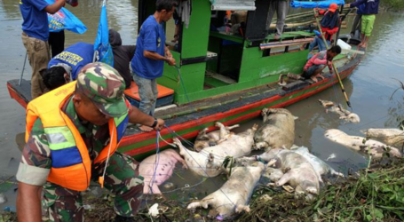 حمى الخنازير الأفريقية  تقتل 47143  من خنازير شمال سومطرة