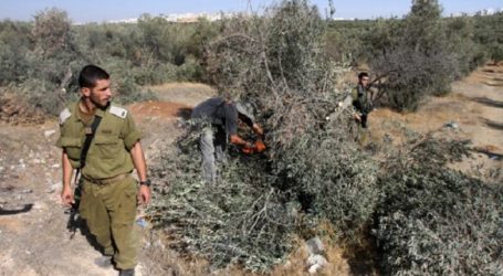 إسرائيل تقتلع عشرات أشجار الزيتون في الأغوار الفلسطينية