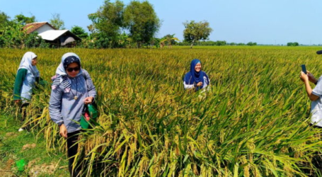 وزارة الزراعة الإندونيسية تشجع المزارعين الإندونيسيين على تطوير الزراعة المتكاملة