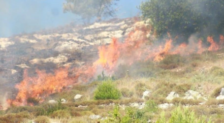 الاحتلال يحرق 14 دونماً ويسمم 12 رأساً من الغنم شرق رام الله