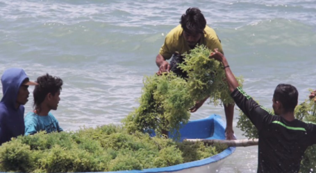 يشجع بنك إندونيسيا على تكثيف استزراع الأعشاب البحرية