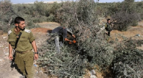 مستوطنون يقطعون أشجار زيتون لفلسطينيين وسط الضفة الغربية