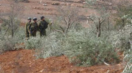 هيئة مقاومة الجدار والاستيطان: إعلان الاحتلال 130 منطقة عسكرية مغلقة يؤثر على موسم قطف الزيتون