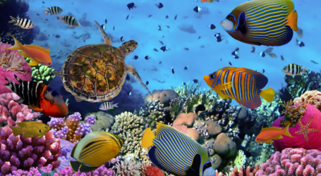 وزير الشؤون البحرية ومصايد الأسماك : زراعة المرجان قد يفيد اقتصاد المناطق الساحلية