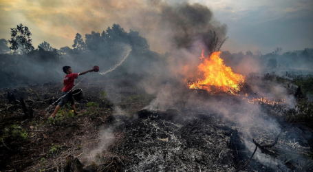 مقاطعة رياو : الحرائق تدمر 55 هكتارا من الأراضي والغابات