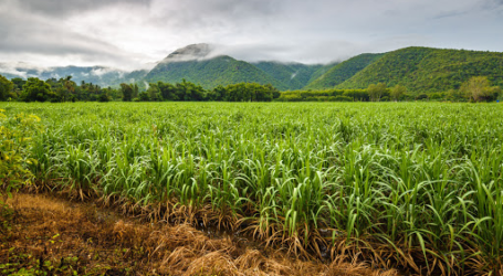 جمعية مزارعي قصب السكر الإندونيسي : مخزونات السكر كافية للأشهر الأربعة القادمة