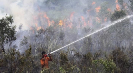 الرئيس الإندونيسي : لا حل وسط في التعامل مع مثيري حرائق الغابات