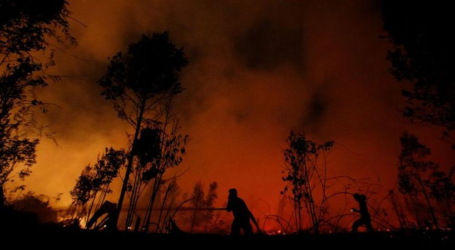 الوزيرمحفوظ : انخفاظ حرائق الغابات بنسبة 82٪ في 2020