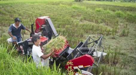 مشرع يحث الحكومة على إعادة التفكير في خطة لاستيراد الأرز