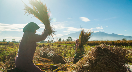 ارتفعت الأجور اليومية لعمال المزارع بنسبة 0.17٪ في مارس