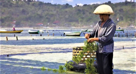 تخطط الحكومة لإنشاء قرى لاستزراع الأعشاب البحرية في شرق إندونيسيا