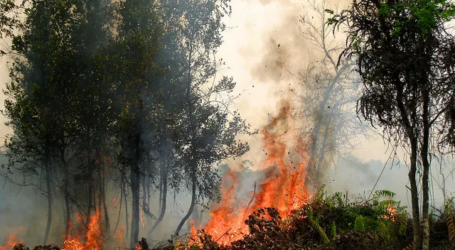 حرائق الغابات والأراضي أكثر كوارث الأسبوع الماضي شيوعًا