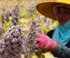 إندونيسيا تعزز إنتاج بدائل الغذاء المحلية للسلع المستوردة